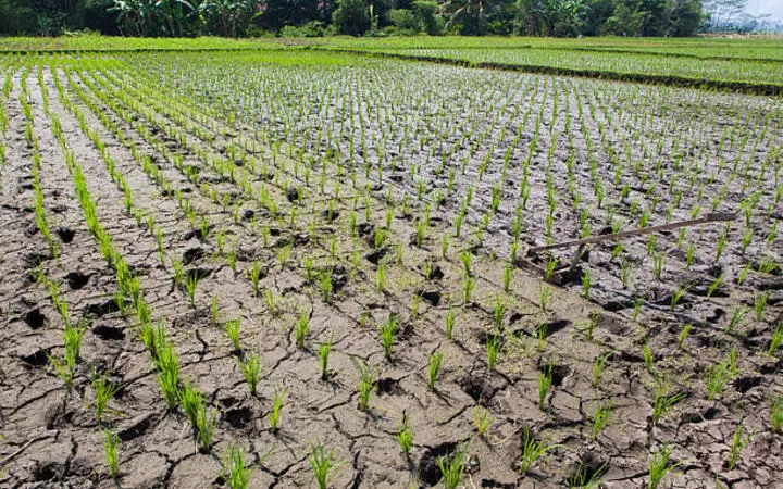 petani